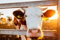 Close-up of white and brown cow on farm yard at sunset. Cattle walking outdoors in summer Royalty Free Stock Photo