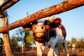 Close-up of white and brown cow on farm yard at sunset. Cattle walking outdoors in summer Royalty Free Stock Photo