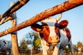 Close-up of white and brown cow on farm yard at sunset. Cattle walking outdoors in summer Royalty Free Stock Photo