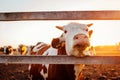 Close-up of white and brown cow on farm yard at sunset. Cattle walking outdoors in summer Royalty Free Stock Photo