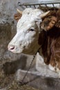 Close up white and brown cow portrait in barn Royalty Free Stock Photo