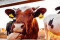 Close-up of white and brown cow showing tongue on farm yard at sunset. Cattle walking outdoors in summer