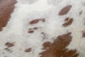 Close up horse skin for texture and background Royalty Free Stock Photo