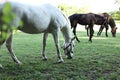 white and brown horses on a pasture Royalty Free Stock Photo