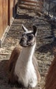 Close-up of a white and brown llama