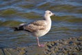 A close up of a white and brown seagull at the beach surrounded by rippling ocean water at Malibu Lagoon in Malibu Royalty Free Stock Photo