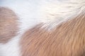 White brown smooth dog fur with soft texture on background Royalty Free Stock Photo