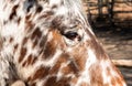 Close up of white with brown spots horse eye Royalty Free Stock Photo