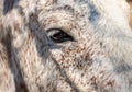 Close up of white with brown spots horse eye Royalty Free Stock Photo