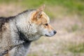 Close up of white and brown  wild sled dog in Sisimiut, Greenland Royalty Free Stock Photo