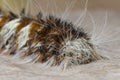 Close-up of a white and brown woolly worm crawling along a log