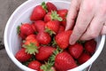 Close-up of a white bucket of strawberries with a hand