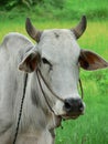 Close up of white bullock on farm looking at camera, rural Myanmar