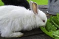 Close-up white bunny rabbit outdoors. Little, cute, sit and eat leav in garden.