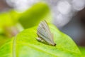 close-up white butterfly on green leaf with incredible bokeh background