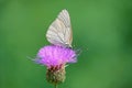 White butterfly Royalty Free Stock Photo