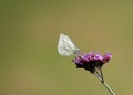 Close-up from a white butterfly on a purple plant Royalty Free Stock Photo