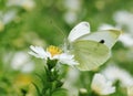 White cabbage butterfly on flower Royalty Free Stock Photo