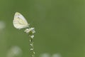 Close up of white cabbage butterfly sitting on white flower Royalty Free Stock Photo