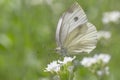 Close up of white cabbage butterfly sitting on white flower Royalty Free Stock Photo