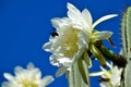 Close-up of a white cactus flower under a wonderful blue sky in the spring of Argentina