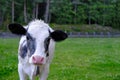 close-up white calf with ridiculous muzzle look sadly aside, young cow against green grass pasture, nature, release of greenhouse Royalty Free Stock Photo