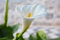 Close up on a white calla lily Royalty Free Stock Photo