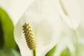 Close up white calla lily flowers with leaves Royalty Free Stock Photo