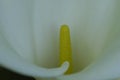 Close up of white Calla Lily Royalty Free Stock Photo