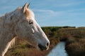 Close-up of a white Camargue horse. Royalty Free Stock Photo