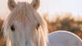 Close-up of a white Camargue horse. Royalty Free Stock Photo
