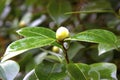 Close-up of a white Camellia Angela Cocchi Camellia japonica with green Leaves. View of a beautiful white Camellia Royalty Free Stock Photo