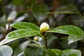 Close-up of a white Camellia Angela Cocchi Camellia japonica with green Leaves. View of a beautiful white Camellia Royalty Free Stock Photo