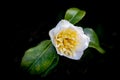 Close up of a white Camellia with two buds. Royalty Free Stock Photo