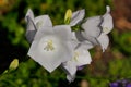 Close-up of white campanula bellflowers in the summer garden