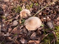 close up of white capped mushroom winter spring forest floor Royalty Free Stock Photo