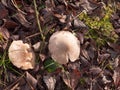 close up of white capped mushroom winter spring forest floor Royalty Free Stock Photo