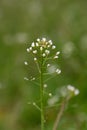 Close up white Capsella flowers in green grass