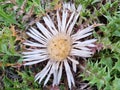 Close-up of a white carlina acaulis or silberdistel flower Royalty Free Stock Photo