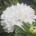 Close up on white carnation flower pedals Royalty Free Stock Photo