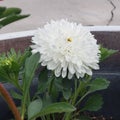 Close up on white carnation flower pedals Royalty Free Stock Photo