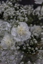 Close up of white carnations bucket with white little flowers