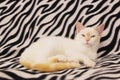 Close-up of a white cat with red spots and blue eyes. White Angora cat on a black-white background. cat close up Royalty Free Stock Photo