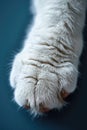 Close-up of a white cat's paw on a dark background. Royalty Free Stock Photo