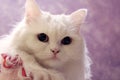 Close up of White cat wearing pink dress and looking away