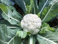 Close up of white cauliflower and green leaves. Royalty Free Stock Photo