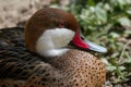 Close-up of a White-Cheeked Pintail duck also known as the Bahama Pintail.