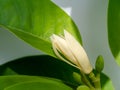 Close up White chempaka flower on tree with leaf  background Royalty Free Stock Photo