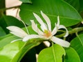 Close up White chempaka flower on tree with leaf  background Royalty Free Stock Photo