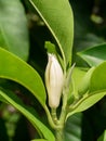 Close up White chempaka flower on tree with leaf  background Royalty Free Stock Photo
